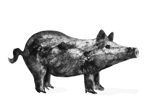 pig - symbol of 2019 year, watercolor ink illustration, isolated on white
