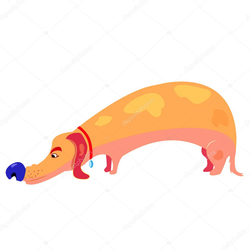 Nice dog sniffing something, cartoon style long dog like a dachshund with red collar. Isolated on white. vector