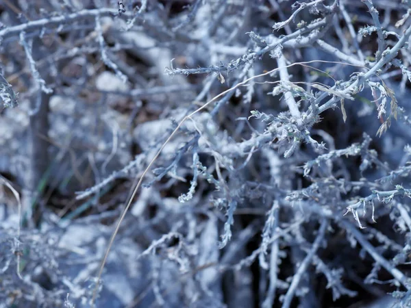 Ormandaki bitkiler, dalların ve yaprakların deseni, doğal soyutlama, sakin bir arka plan, soğuk renk tonları, kış teması