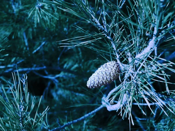 Χειμερινό Δάσος Κώνο Πεύκου Στο Δέντρο Εξαιρετική Απεικόνιση Για Θέμα — Φωτογραφία Αρχείου