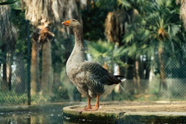 palms park sama İspanya 2019 su yakınında görkemli kaz standı 