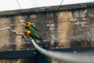 Jenday Conure papağan frinds palmiye arka plan park sama İspanya 2019