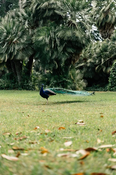 Pfau Naturpark Bleibt Elegant — Stockfoto