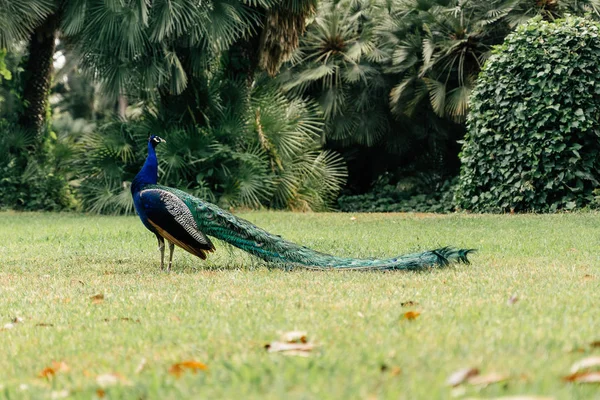 Pfau Naturpark Bleibt Elegant — Stockfoto