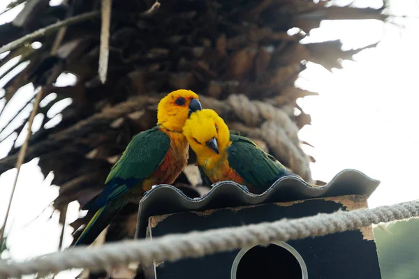 Jenday Conure bird kissing another in head palm in background park sama spain 2019