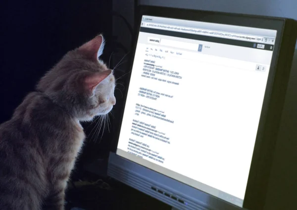 Cat working at computer