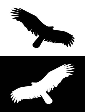 Uçan kartal veya yırtıcı kuş siluet
