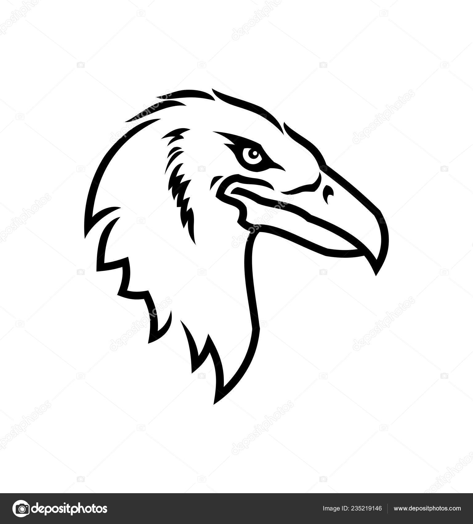 Icono de cabeza de águila. silueta contorno mascota águila Vector de stock  #235219146 de ©gala_che, image size:1536x1700