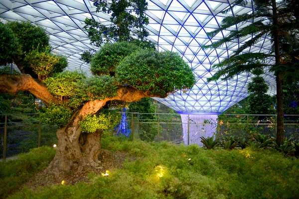 Árvores Jardim Singapura Aeroporto Changi — Fotografia de Stock