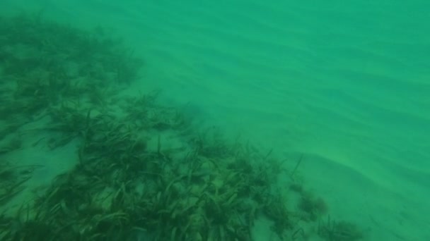 Sur les algues des fonds marins Sainte-Lucie 