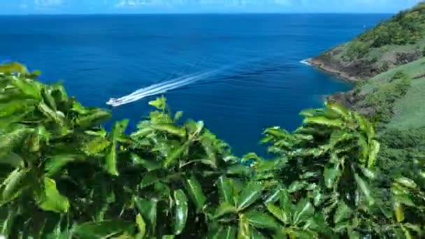 Περιστέρι νησί Αγίου Lucias ιστορία Καραϊβική — Αρχείο Βίντεο