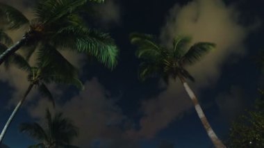 Gece saat tur ve palmiye ağaçlarının