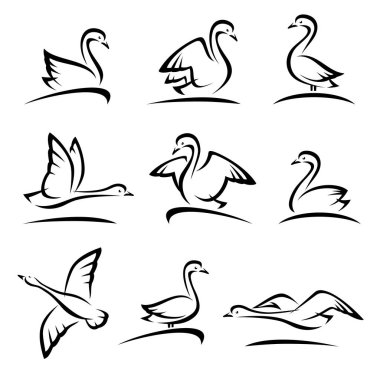 Kuğu küme. Vektör. Boyut ve renk, vektör düzenleme