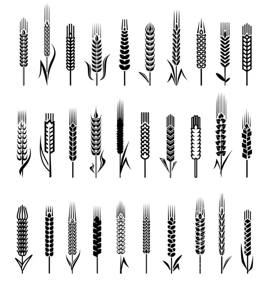 Ears Wheat Rye Set Edit Size Color Vector — Stock Vector