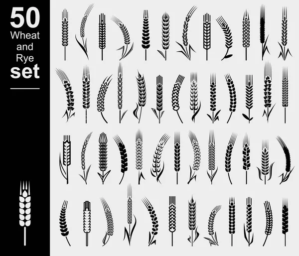 Уши Пшеницы Ржаного Набора Редактировать Размер Цвет Вектор — стоковый вектор