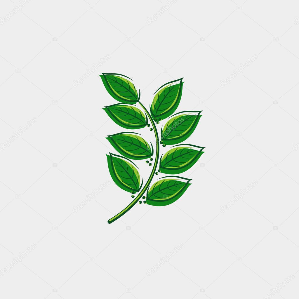 Bay leaf set. Collection icon bay leaves. Vector