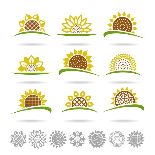 Set Girasol Icono Colección Girasol Vector — Archivo Imágenes Vectoriales