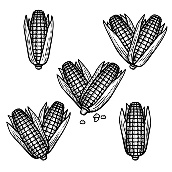 Maisset Vorhanden Sammlung Ikone Mais Vektor — Stockvektor