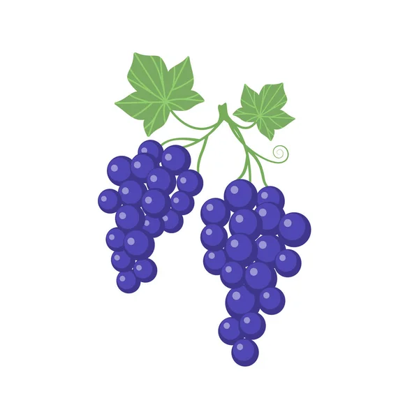 ブドウのつると葉を持つアート漫画 紫色のブドウ — ストックベクタ