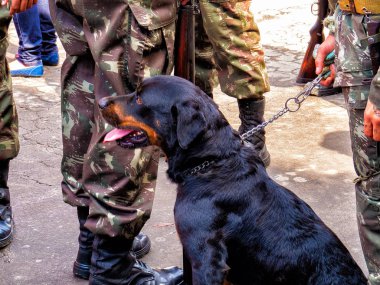 Rottweiler köpek içinde toplumsal geçit askeri gösteri. Askeri köpek
