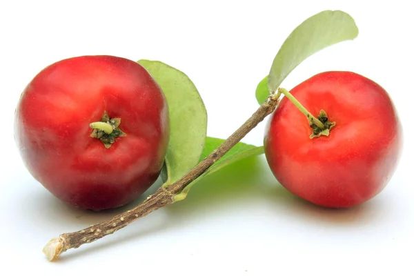 Două Din Acerola Organică Proaspătă Frunze Verzi Izolate Fundal Alb — Fotografie, imagine de stoc