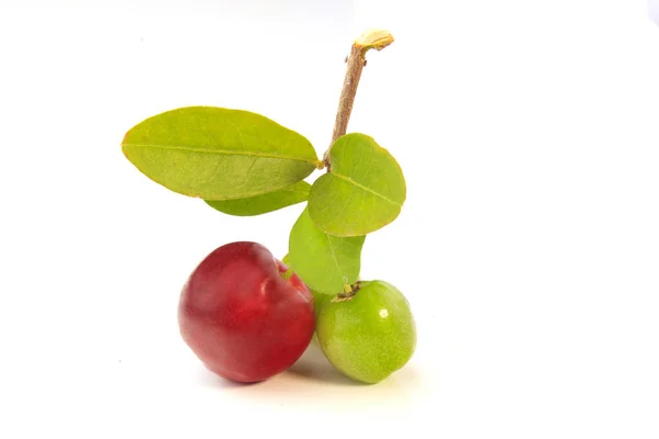 Friss Szerves Acerola Zöld Levelek Elszigetelt Fehér Background Vágógörbét Antioxidáns — Stock Fotó