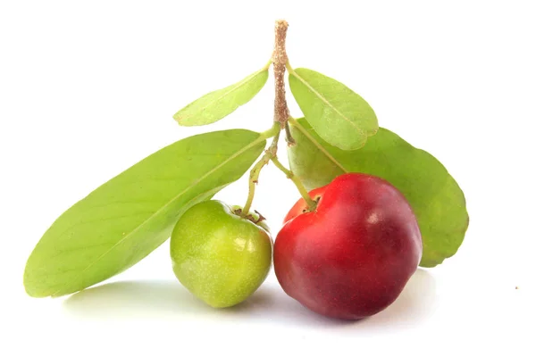 Friss Szerves Acerola Zöld Levelek Elszigetelt Fehér Background Vágógörbét Antioxidáns — Stock Fotó