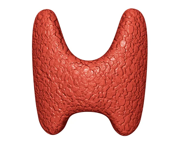 Glándula Tiroidea Sobre Fondo Blanco Evaluación Clínica Del Sistema Endocrino — Foto de Stock