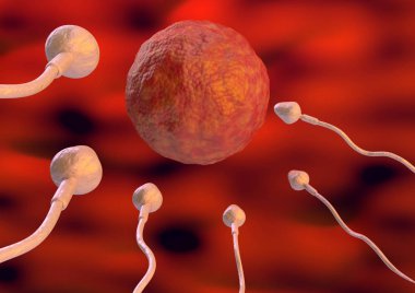 Sperm yumurta hücresinin içini doğal gübreleme rahmine doğru. 3D çizim