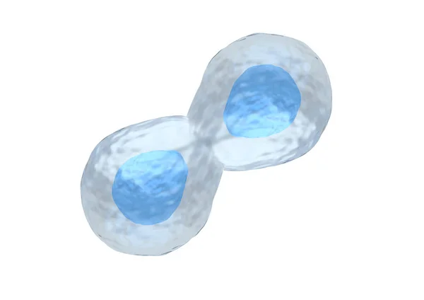 Proceso de división de las células madre sobre fondo blanco —  Fotos de Stock
