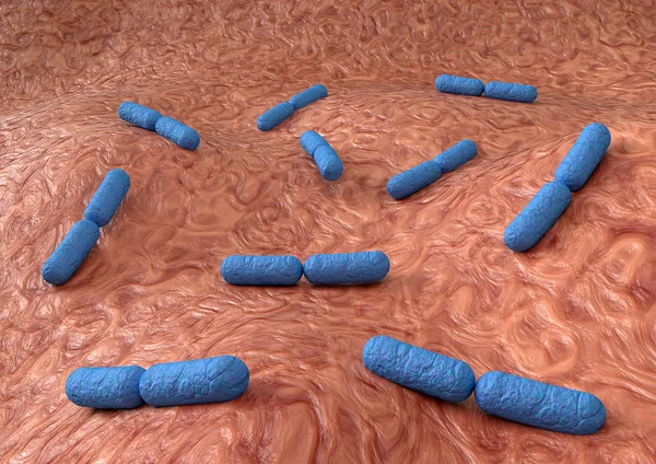 Bakteri Lactobacillus gösteren bağırsak genişlemiş görünümü. İnce bağırsak, laktik asit bakterilerinin normal Flora. Probiyotik bakteriler