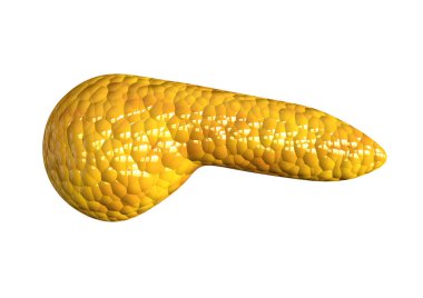 pankreas, beyaz arka planda izole insan vücudu organ