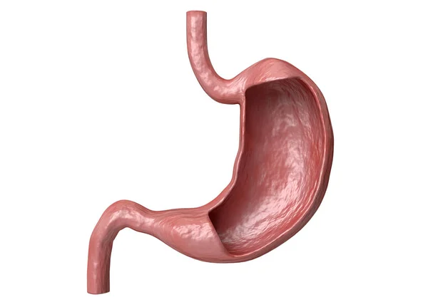 Estructura interna y anatomía del estómago humano, órgano del sistema digestivo — Foto de Stock