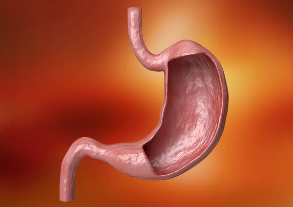 Interne structuur en anatomie van de menselijke maag, orgaan van het spijsverteringsstelsel — Stockfoto