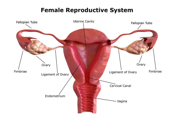 Système reproducteur féminin. Vue interne de l'utérus avec section transversale — Photo