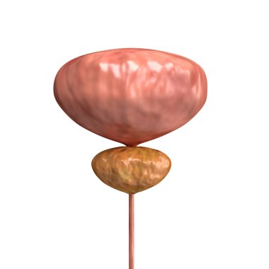 Prostatit, kanser, adenoma gibi hastalıkları teşhis etmek için ürolog tarafından prostat bezinin incelenmesi. Ürolojinin önleyici tedavisi