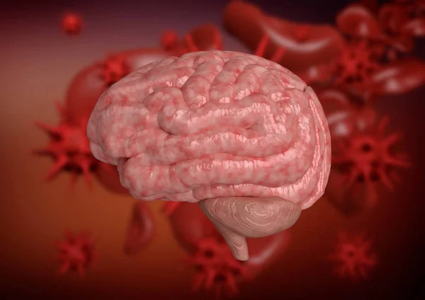 La meningitis es una inflamación de las meninges, que son las membranas que rodean el cerebro — Foto de Stock