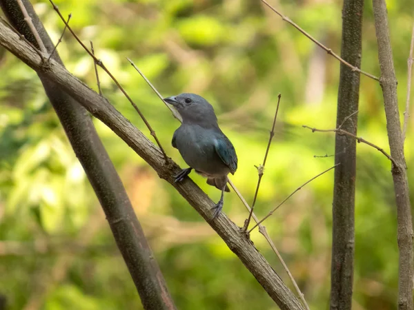 Sayaca Tanager (Tangara sayaca) isolata su un ramo d'albero in estensione della foresta atlantica del Brasile. Uccello della fauna brasiliana — Foto Stock