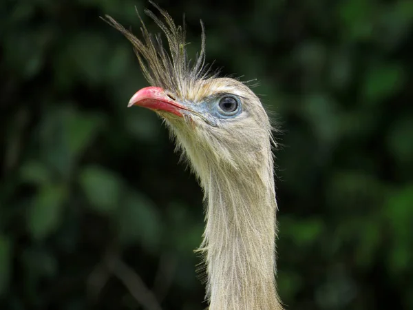 Red-legged Seriema (Cariama cristata - Siriema) Typical bird of Brazil's cerrados. It reaches an average height of 70 centimeters and can reach 90 centimeters — Stock Photo, Image