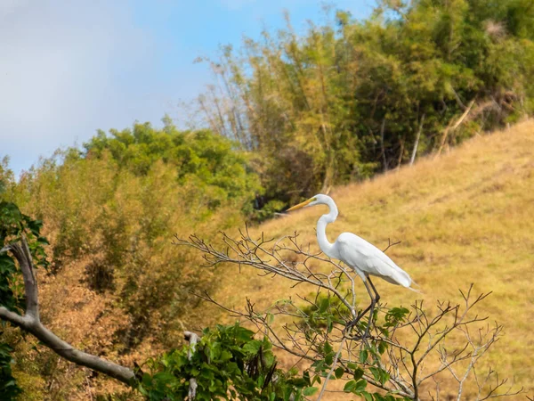 O Grande Egret (Ardea alba) é uma ave comum junto aos lagos, rios e zonas húmidas. Mede entre 65 e 104 centímetros de comprimento e pesa entre 700 e 1700g — Fotografia de Stock
