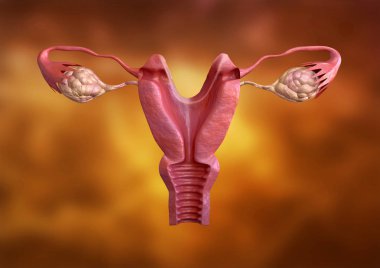 uterine malformation. These are changes in the uterus that can decrease the chances of pregnancy for either natural or artificial conception clipart