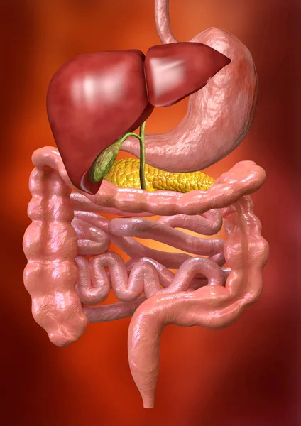 El sistema digestivo humano es responsable de obtener de los alimentos ingeridos los nutrientes necesarios para las diferentes funciones del organismo. . — Foto de Stock