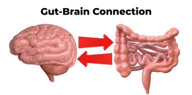 brain-gut connection. Communication between these organs is important to understand the role of intestinal flora in the emergence of diseases such as depression. clipart