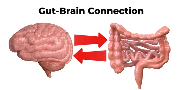 Conexión cerebro-intestino. La comunicación entre estos órganos es importante para entender el papel de la flora intestinal en la aparición de enfermedades como la depresión. . — Foto de Stock