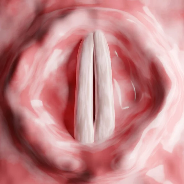 Vocal Folds Known Vocal Cords Two Folds Muscle Mucosa Extend — Stock Photo, Image