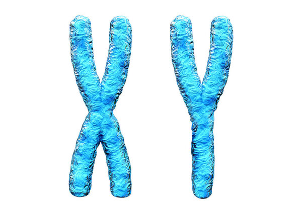X Y chromosome isolated on white background. They are responsible for determining the sex of individuals. 3D rendering