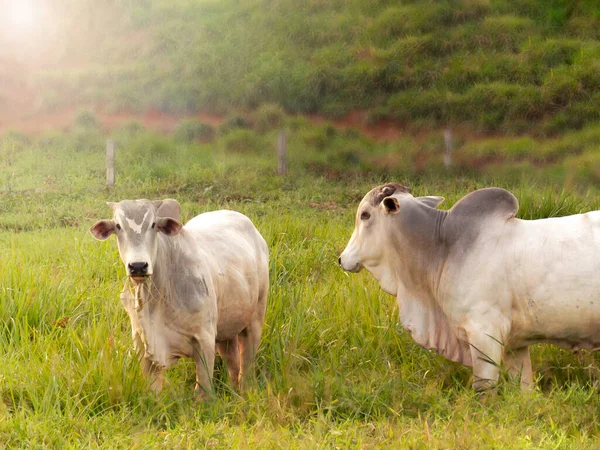 Nelore Touro Pastagem Fazer Brasil Principais Bovinos Produção Carne Mercado — Fotografia de Stock