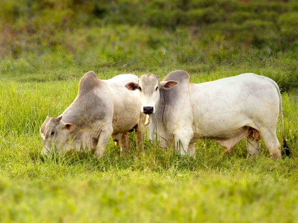 Nellore Tjur Hagen Att Göra Brasilien Den Största Boskapen Köttproduktionen — Stockfoto