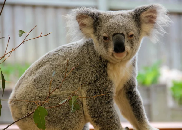 Koala Szentély Közelről — Stock Fotó