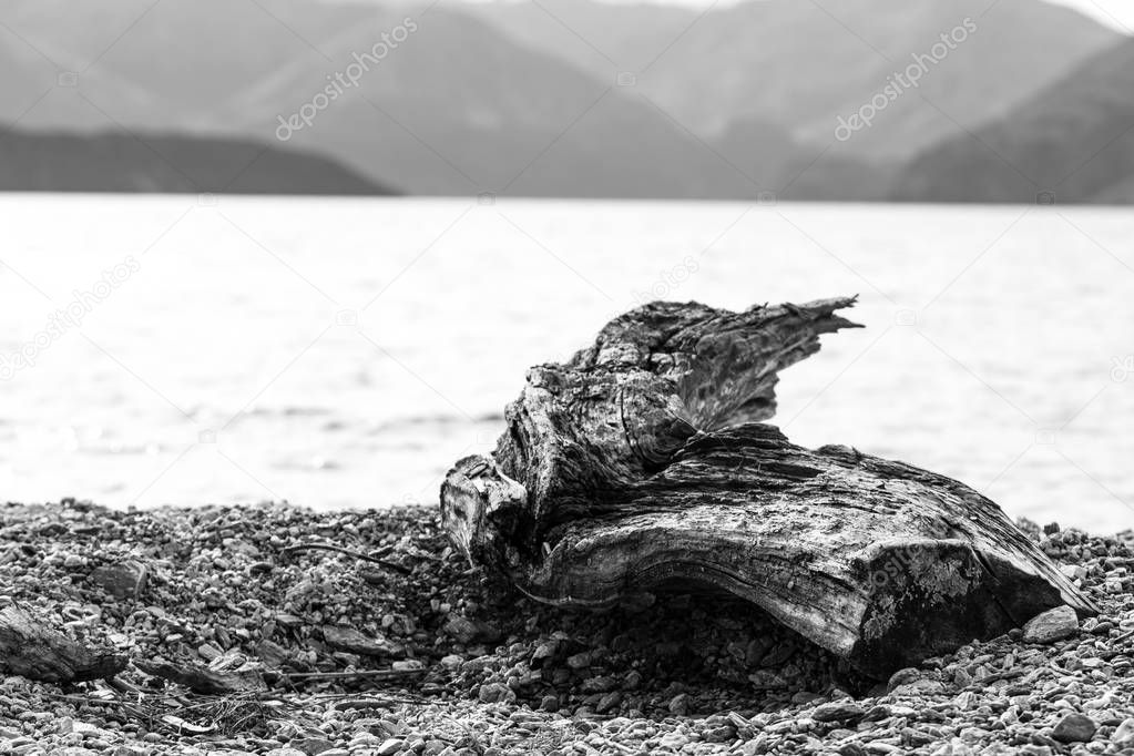 Driftwood on the lake